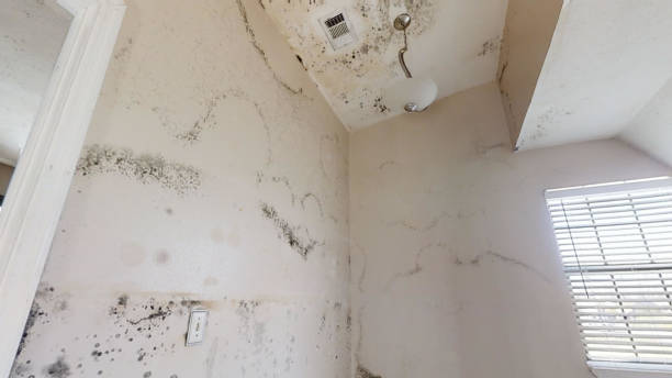 Best Forensic Mold Investigation  in Listoga, CA