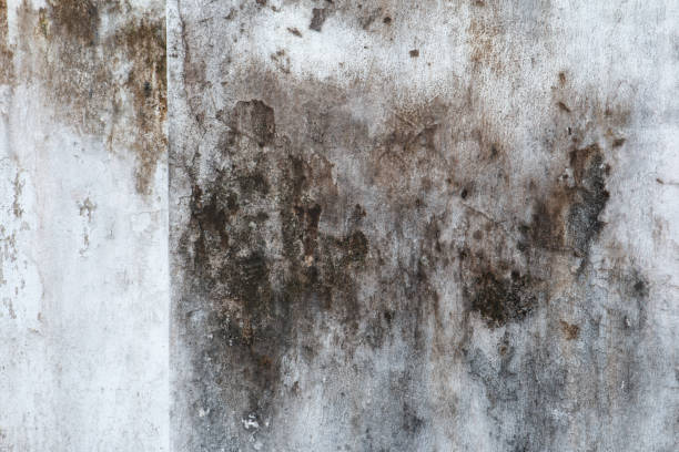  Listoga, CA Mold Removal Pros