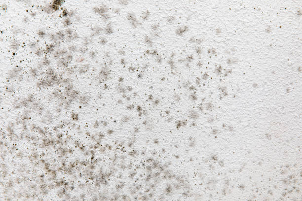Best Attic Mold Removal  in Listoga, CA
