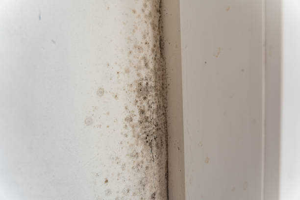 Best Mold Prevention Services  in Listoga, CA
