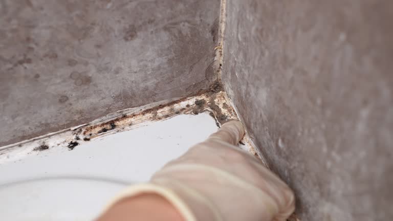 Best Biohazard Mold Removal  in Listoga, CA